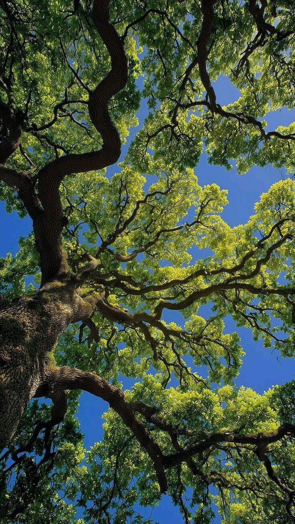 Copa de árbol vista desde la raíz